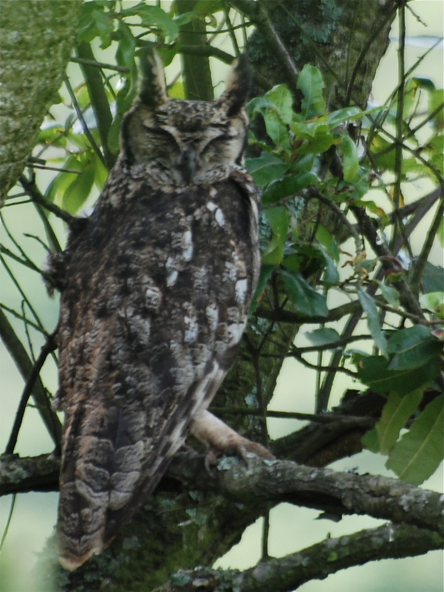 Spotted Eagle-Owl - Alan Van Norman