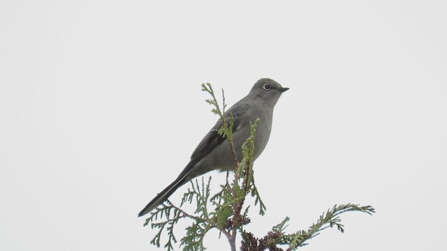 Townsend's Solitaire - ML193054321