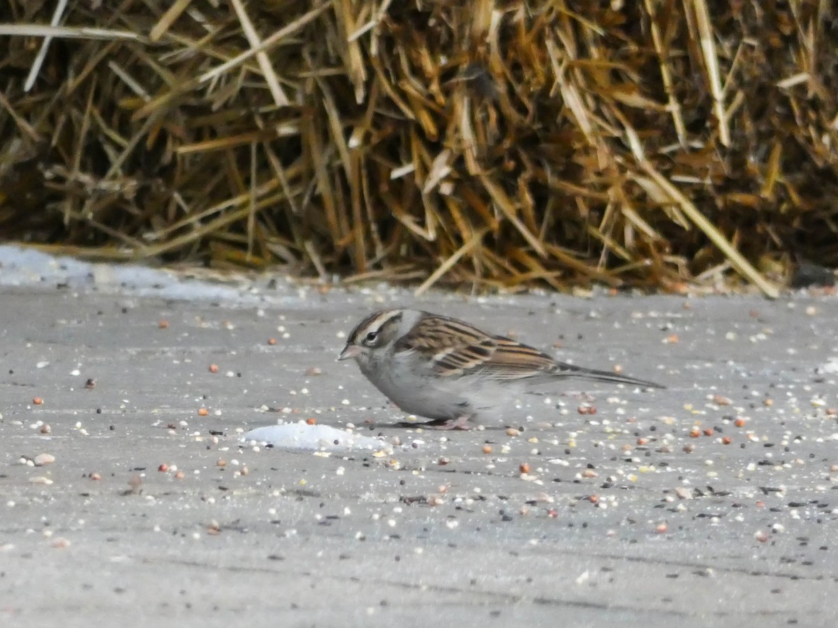 Chipping Sparrow - ML193055051
