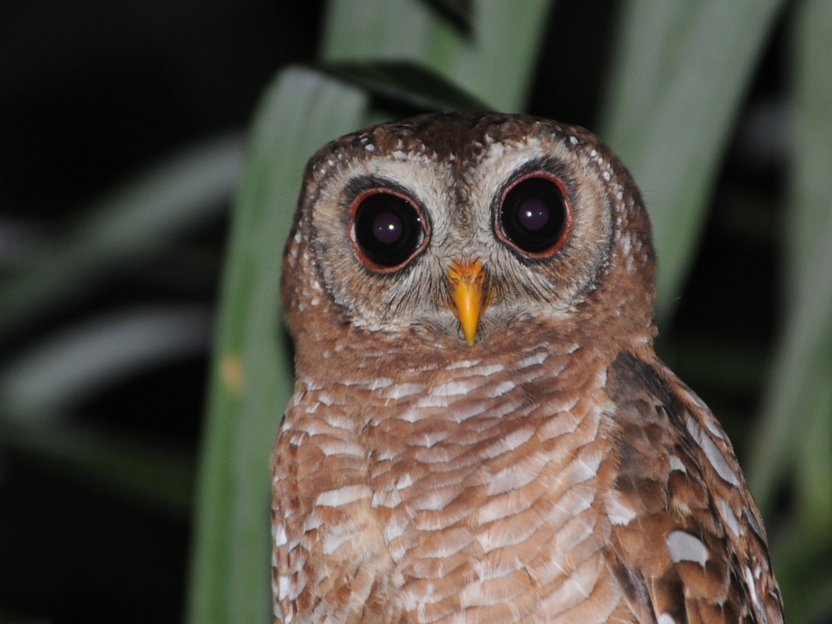 African Wood-Owl - ML193055341