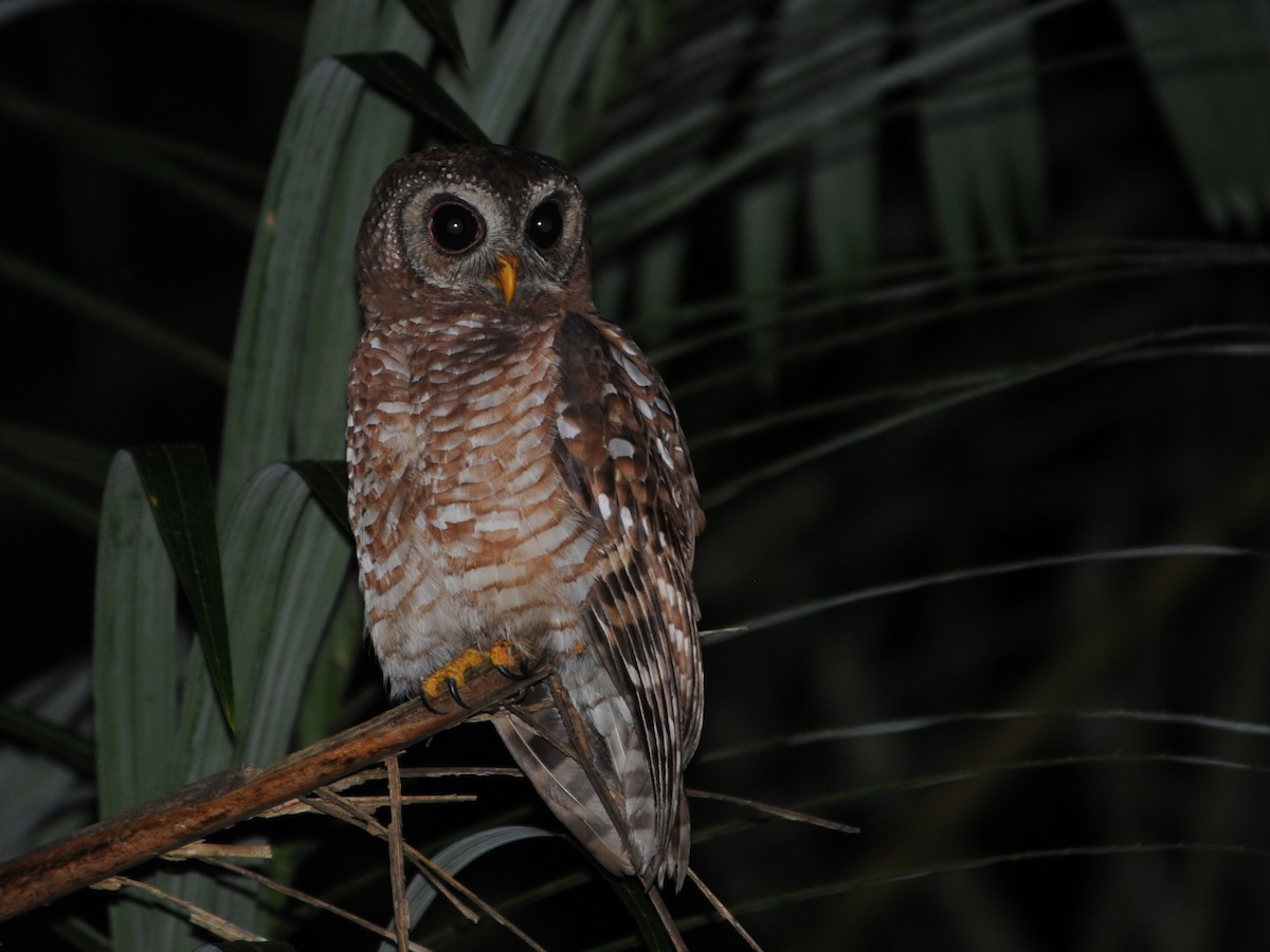 African Wood-Owl - ML193055351