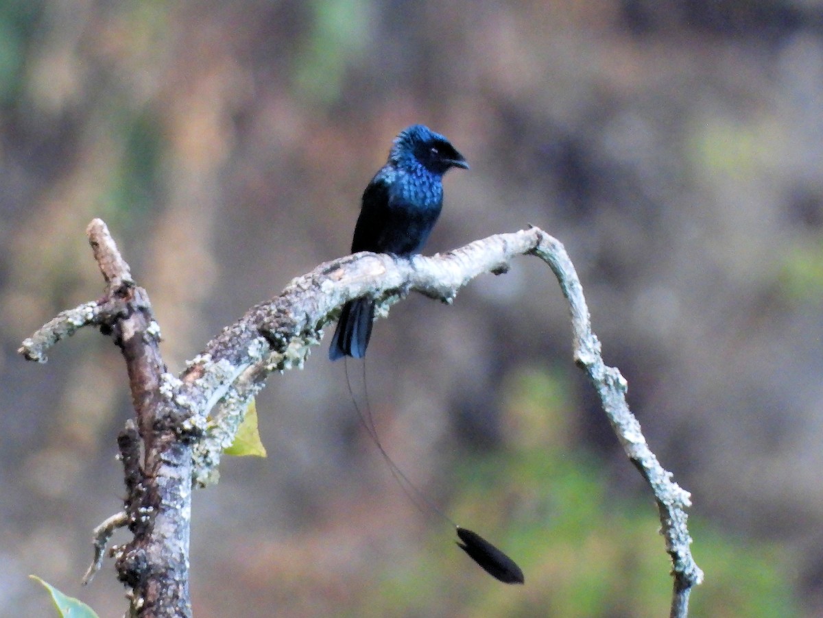 Lesser Racket-tailed Drongo - ML193056251