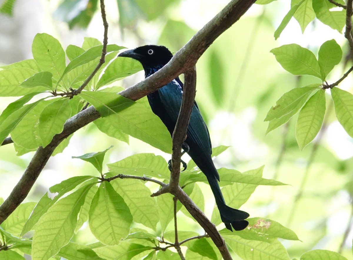 Hair-crested Drongo (White-eyed) - David Diller