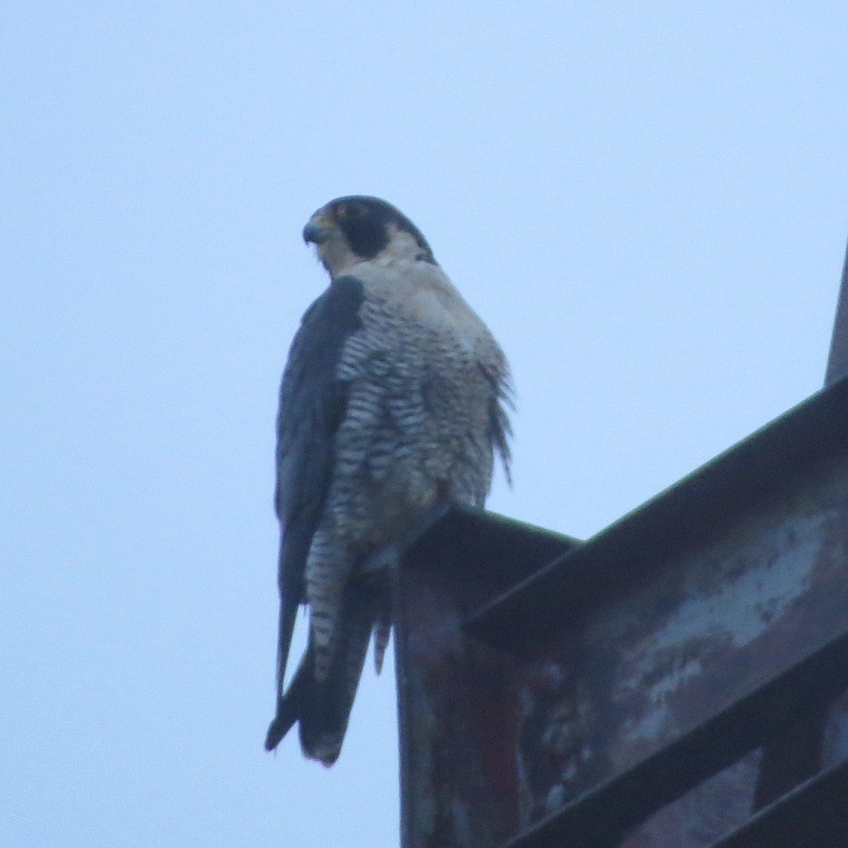 Peregrine Falcon - Mayte Torres