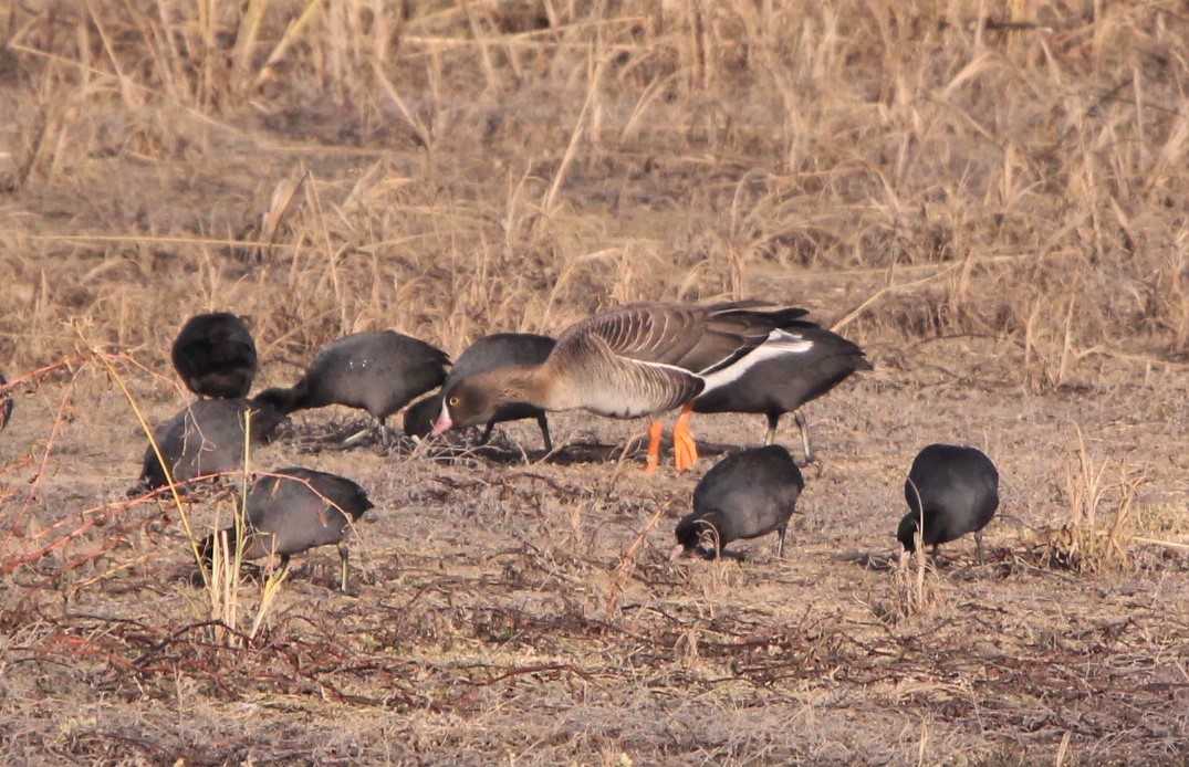 Lesser White-fronted Goose - ML193059561