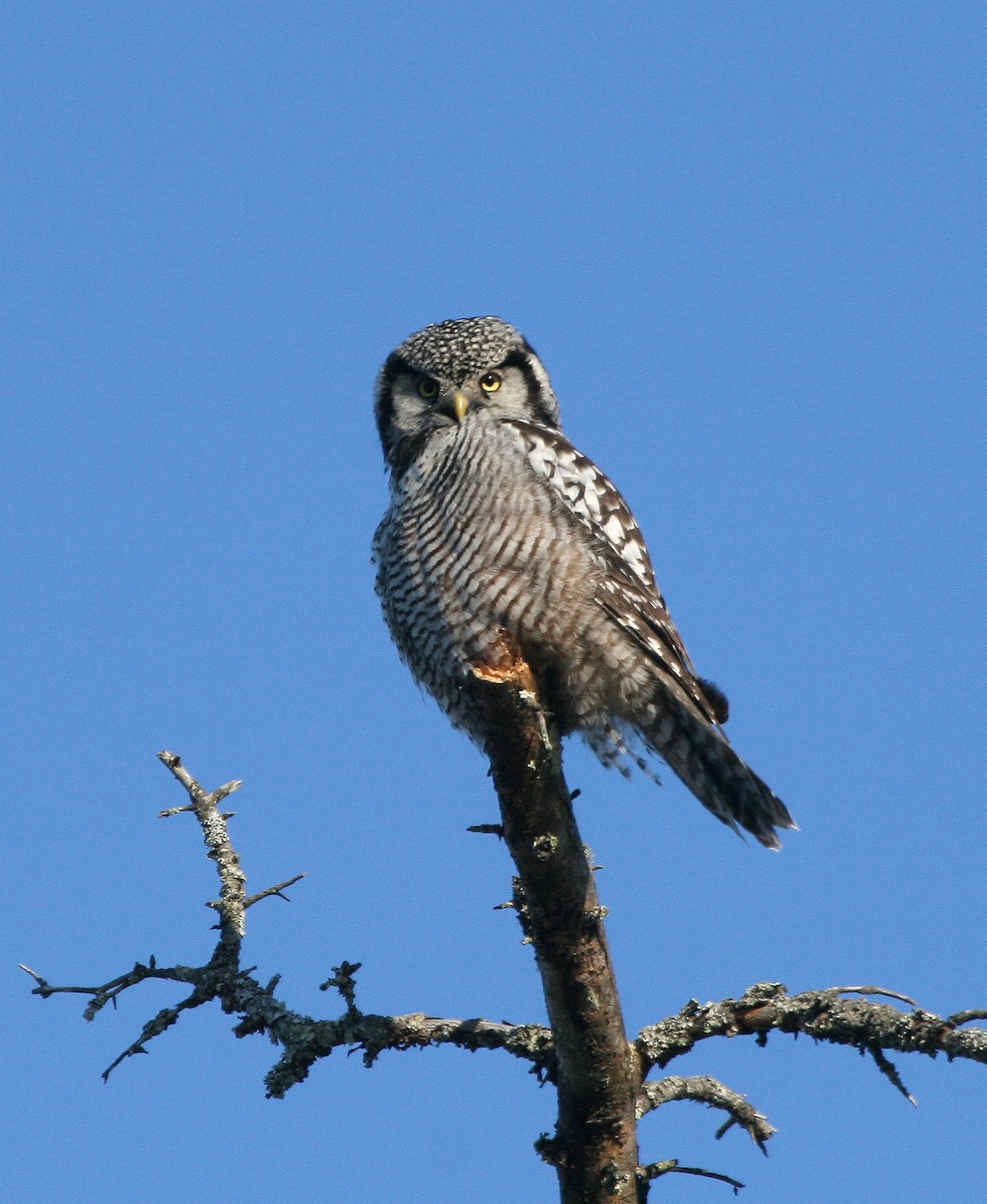 Northern Hawk Owl - ML193064771