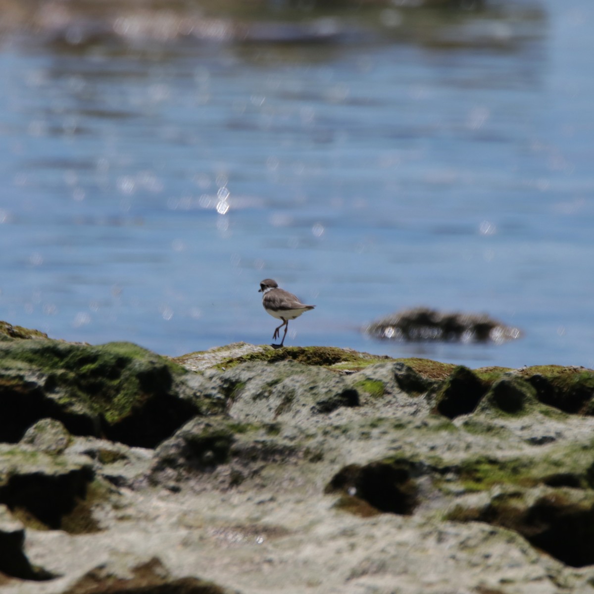 Common Ringed Plover - Romina Bauer