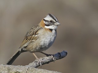  - Rufous-collared Sparrow