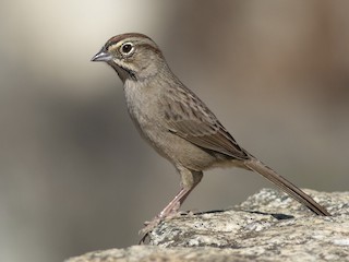 - Rufous-crowned Sparrow