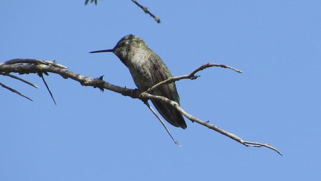 Anna's Hummingbird - ML193066001