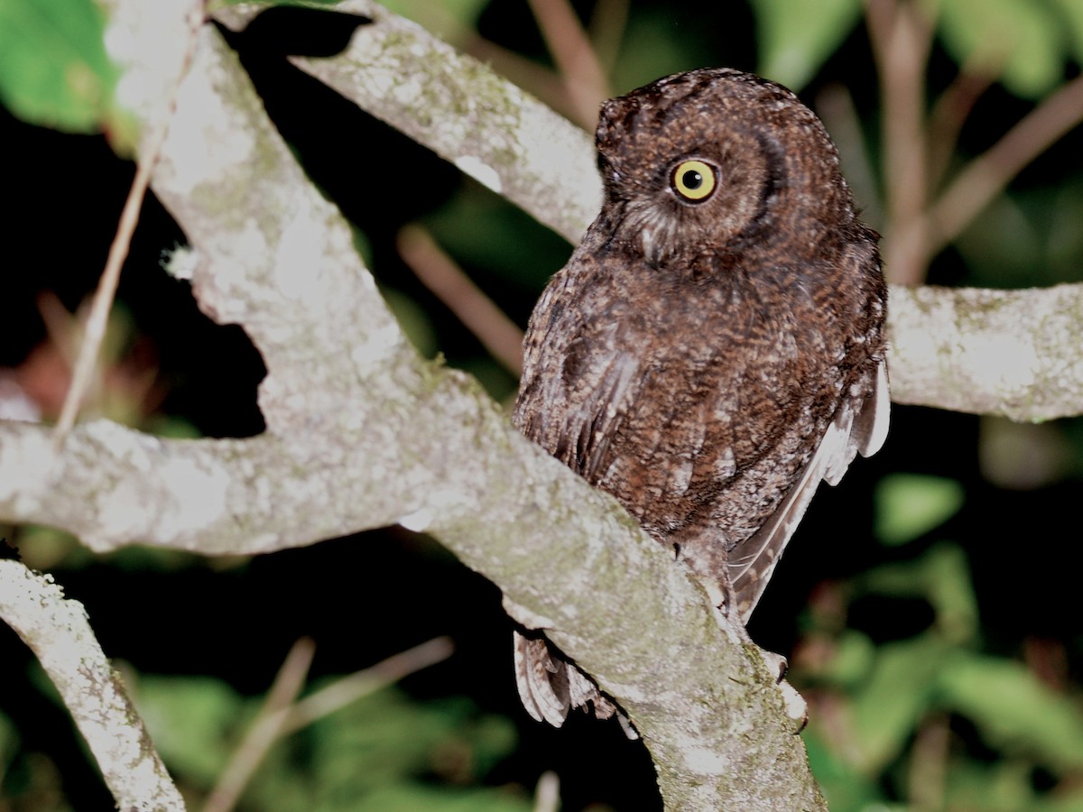 Anjouan Scops-Owl - ML193066051