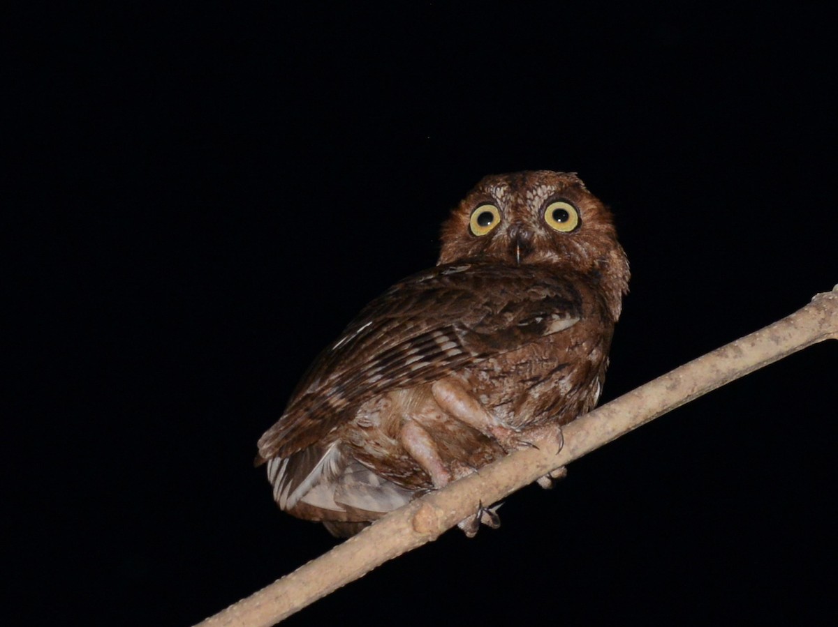 Madagascar Scops-Owl (Torotoroka) - ML193066851