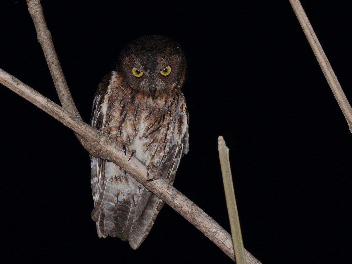 Madagascar Scops-Owl (Torotoroka) - ML193066861