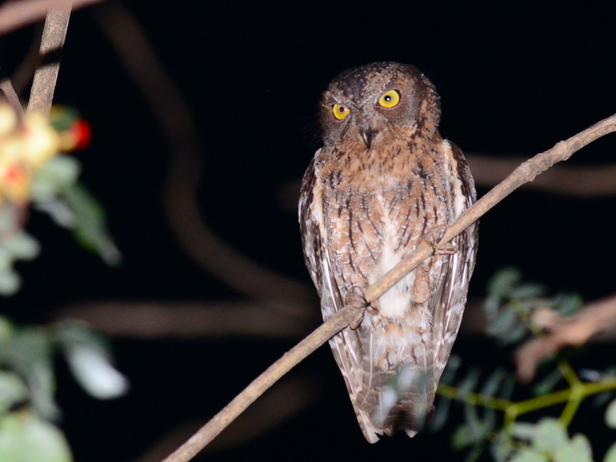 Madagascar Scops-Owl (Torotoroka) - ML193066871