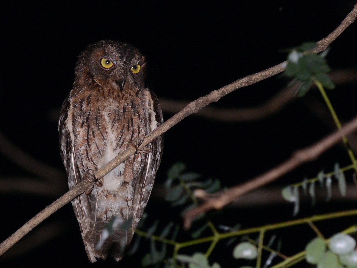 Madagascar Scops-Owl (Torotoroka) - ML193066881