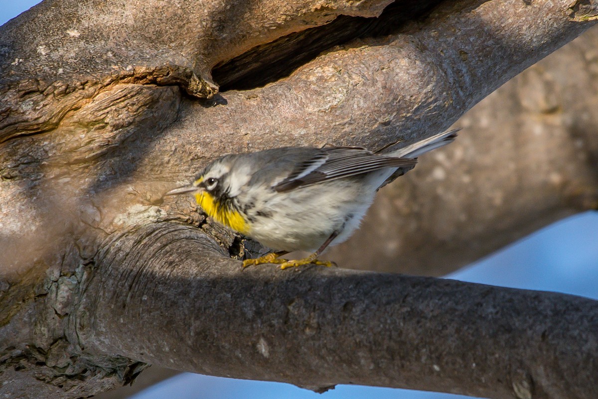 Yellow-throated Warbler - ML193067891
