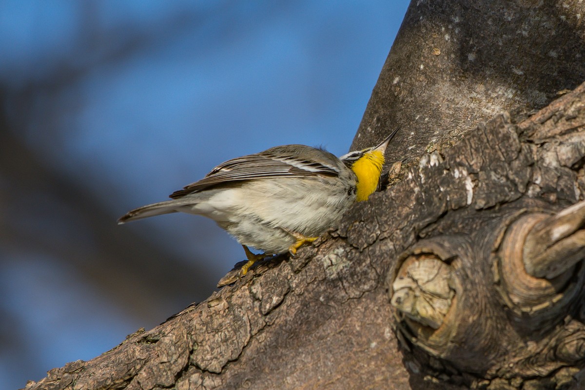 Yellow-throated Warbler - ML193067971