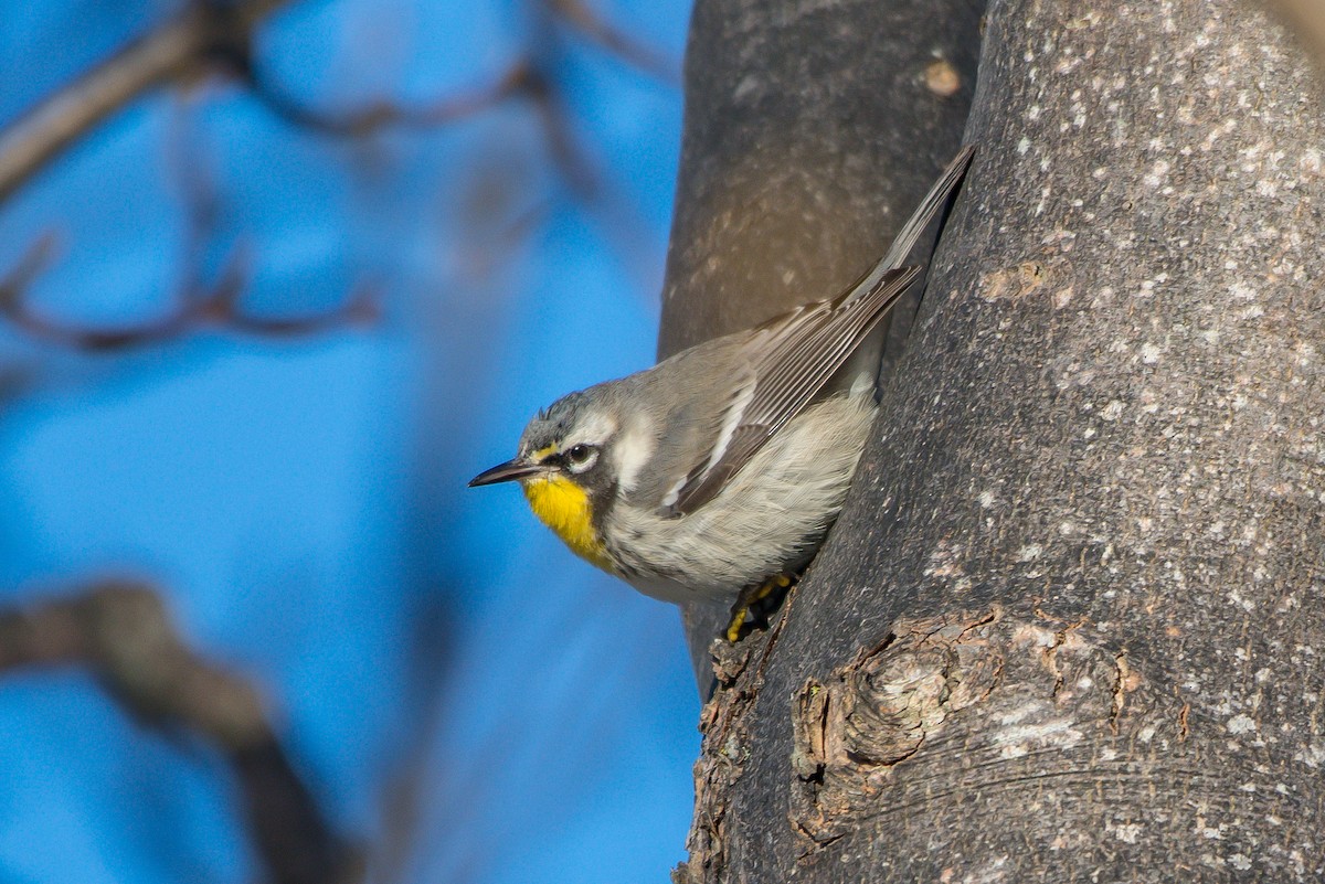 Yellow-throated Warbler - Frank King