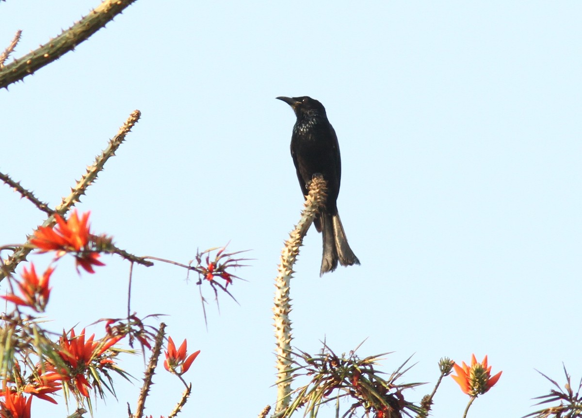 Hair-crested Drongo - ML193070001