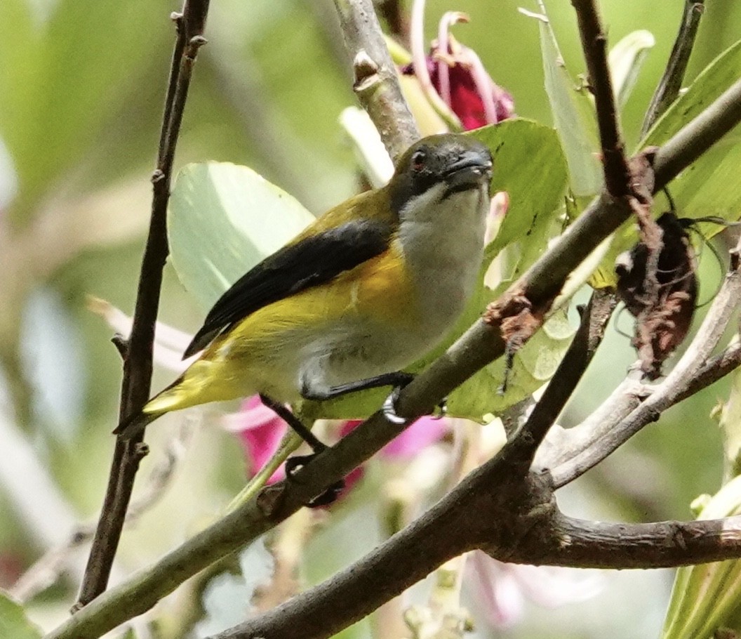 Yellow-sided Flowerpecker - David Diller