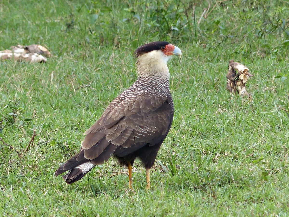 Crested Caracara (Southern) - ML193071571