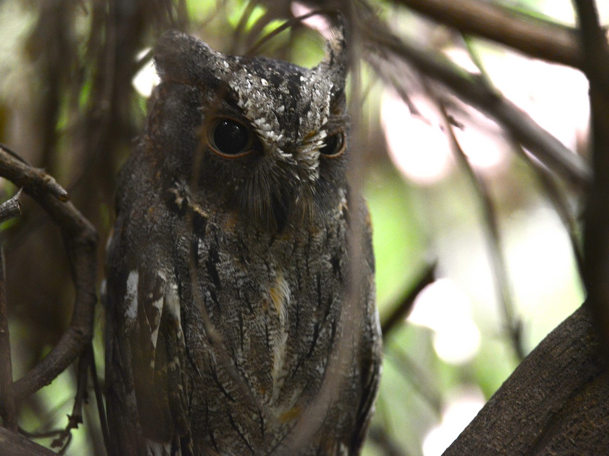 Madagascar Scops-Owl (Torotoroka) - ML193073001