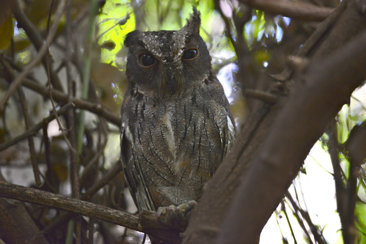 Madagascar Scops-Owl (Torotoroka) - ML193073011