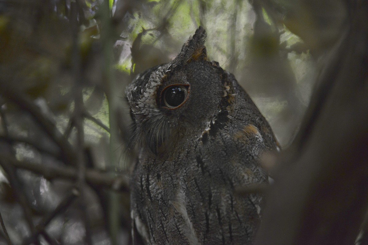 Madagascar Scops-Owl (Torotoroka) - ML193073021