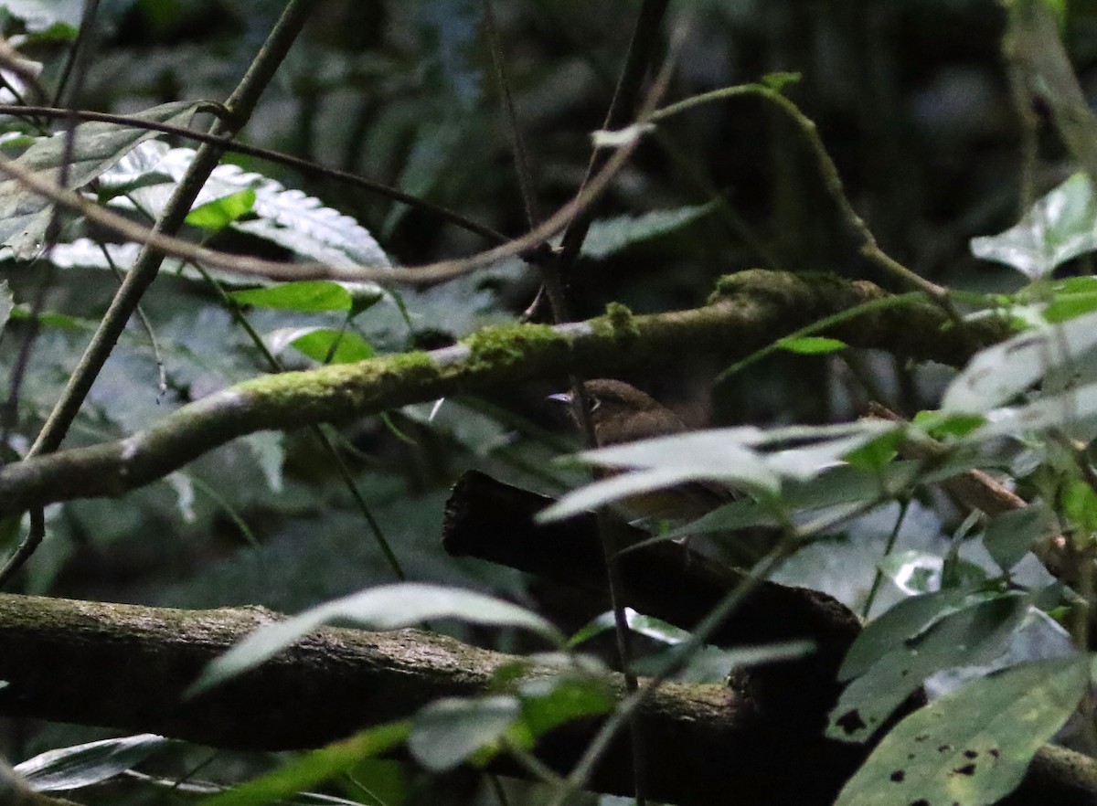 Rusty-breasted Antpitta (Rusty-breasted) - ML193073351