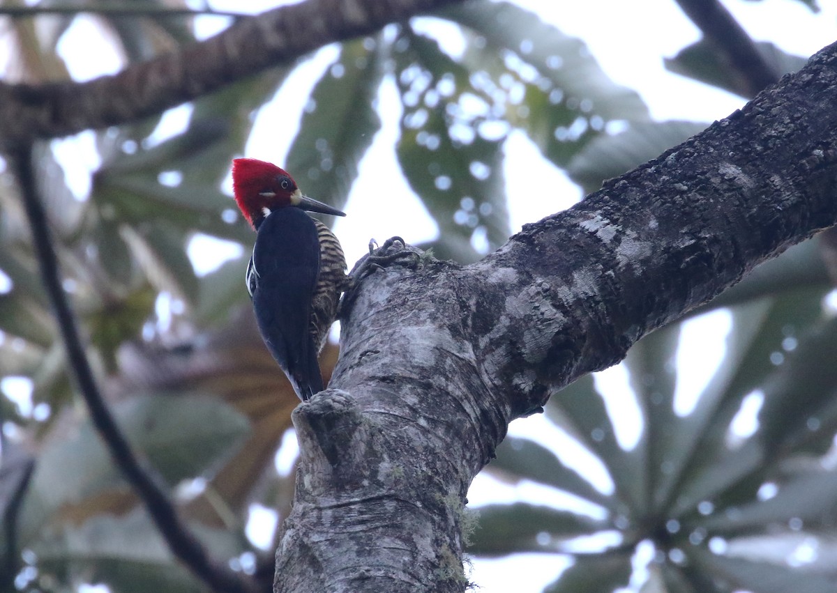 Crimson-crested Woodpecker - Daniel Branch