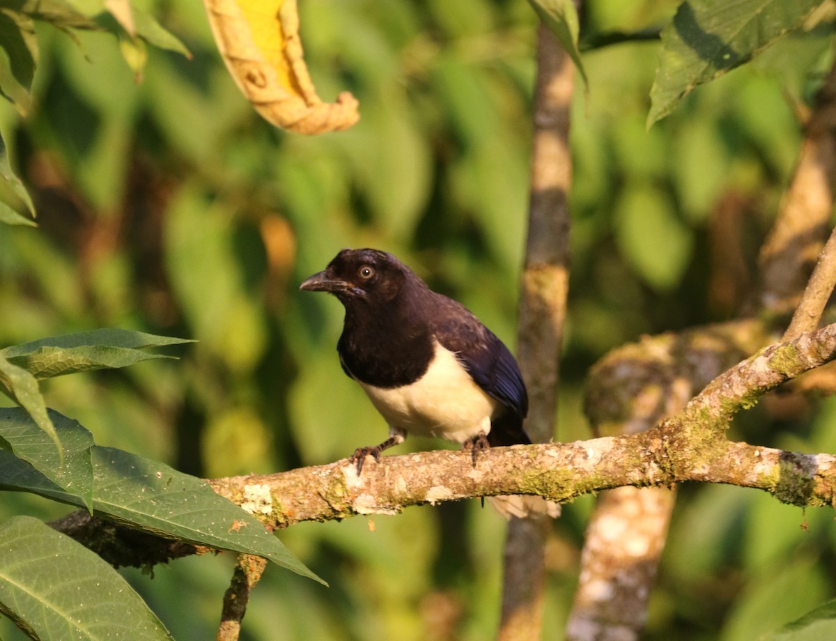 Black-chested Jay - ML193073871
