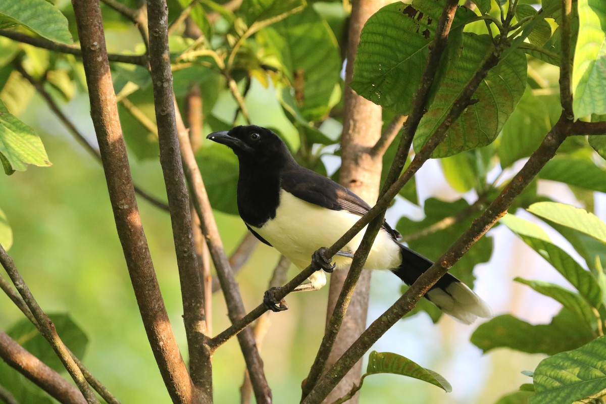 Black-chested Jay - ML193074051