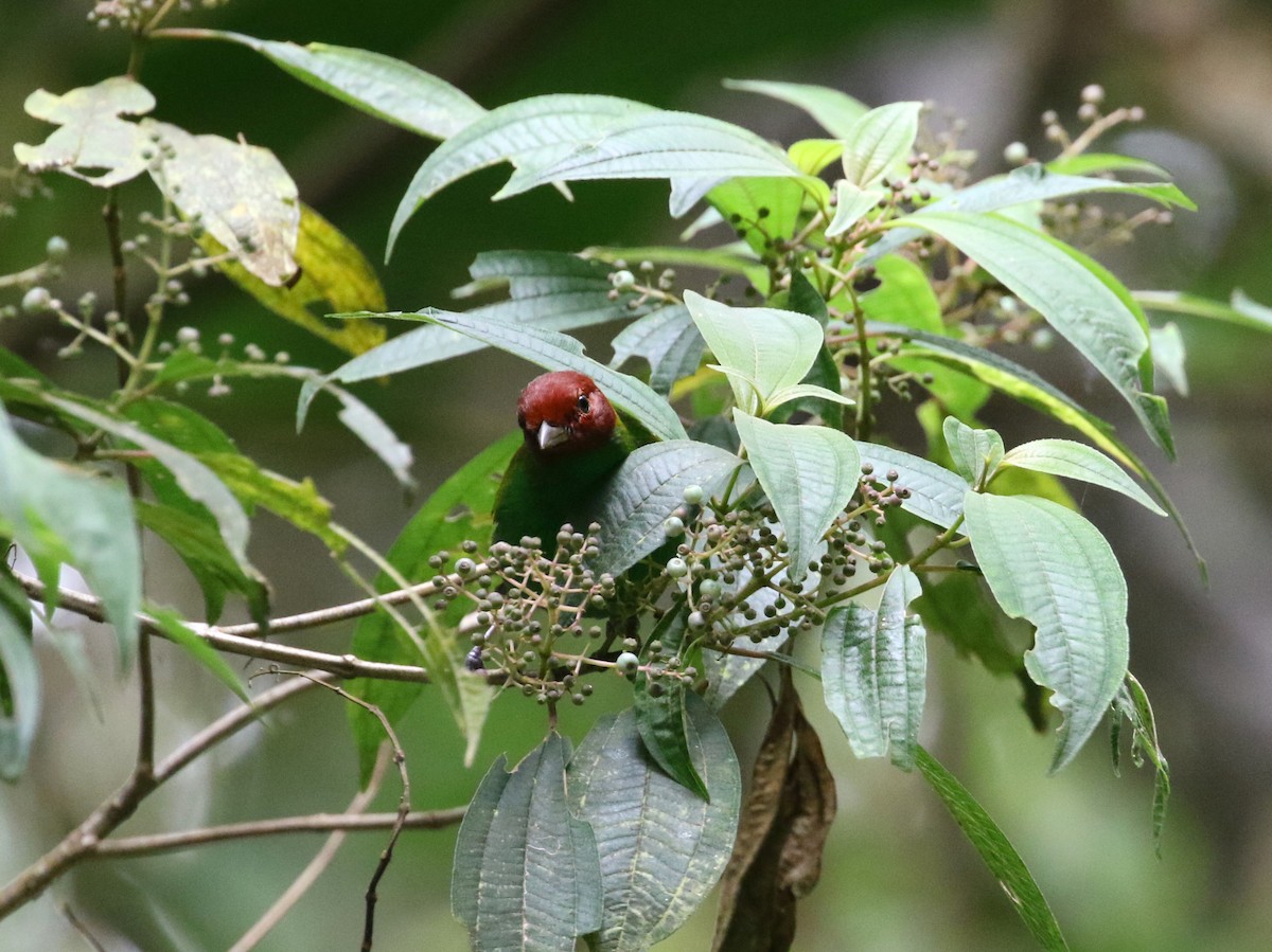 Bay-headed Tanager (Bay-and-green) - ML193074281