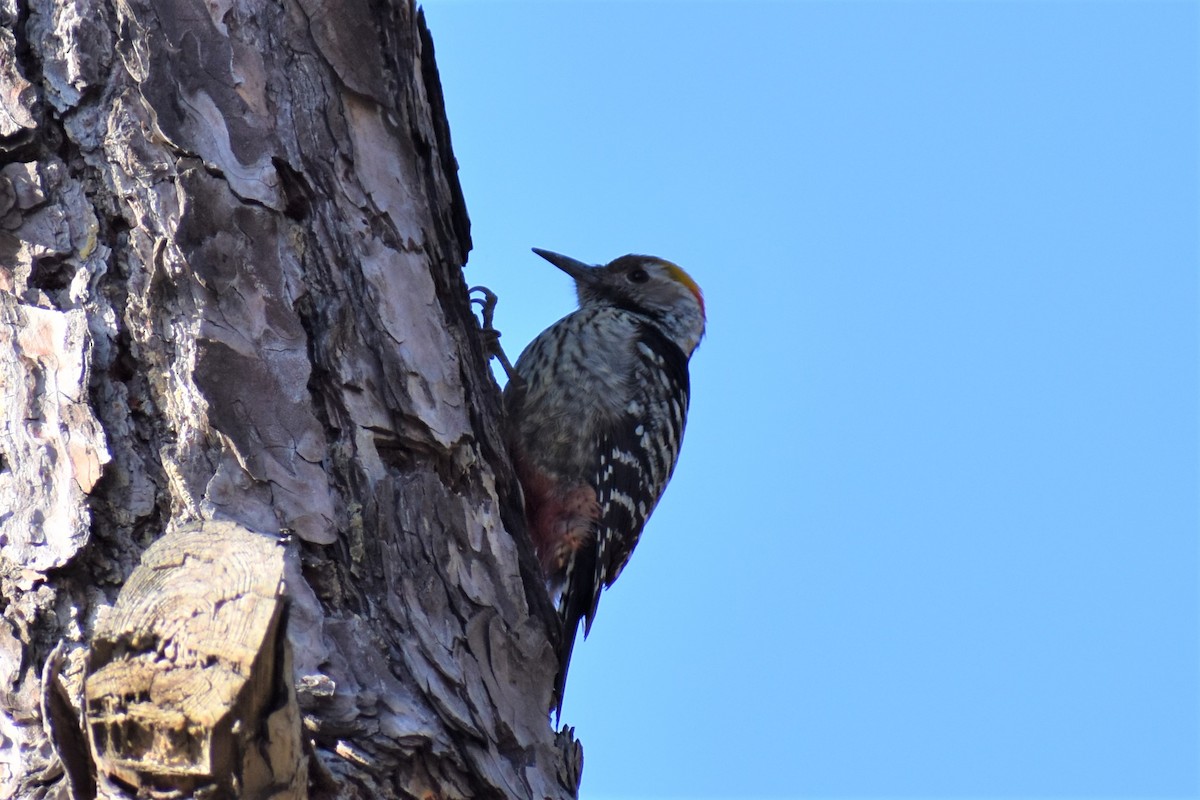 Fulvous-breasted Woodpecker - ML193074401