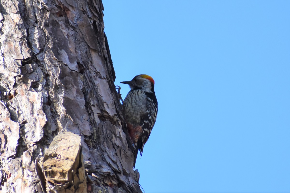 Fulvous-breasted Woodpecker - ML193074491