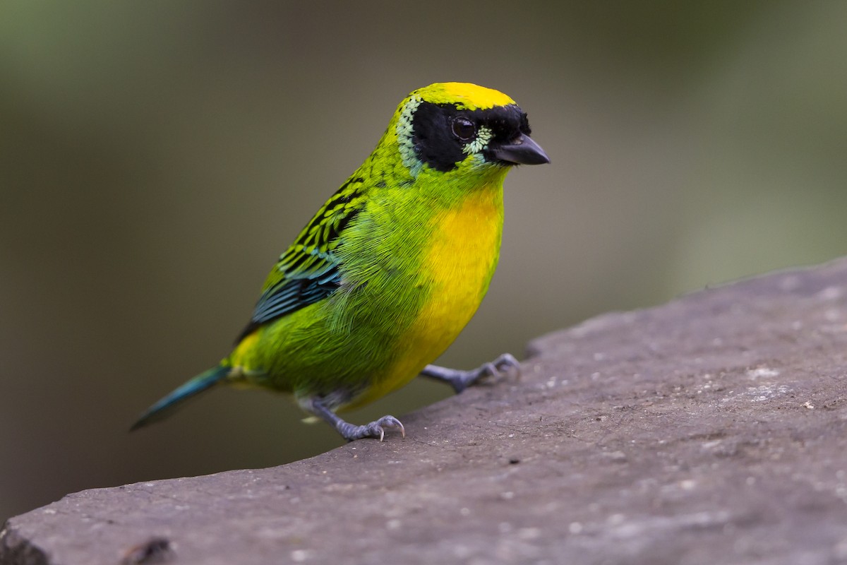 Green-and-gold Tanager - ML193075661