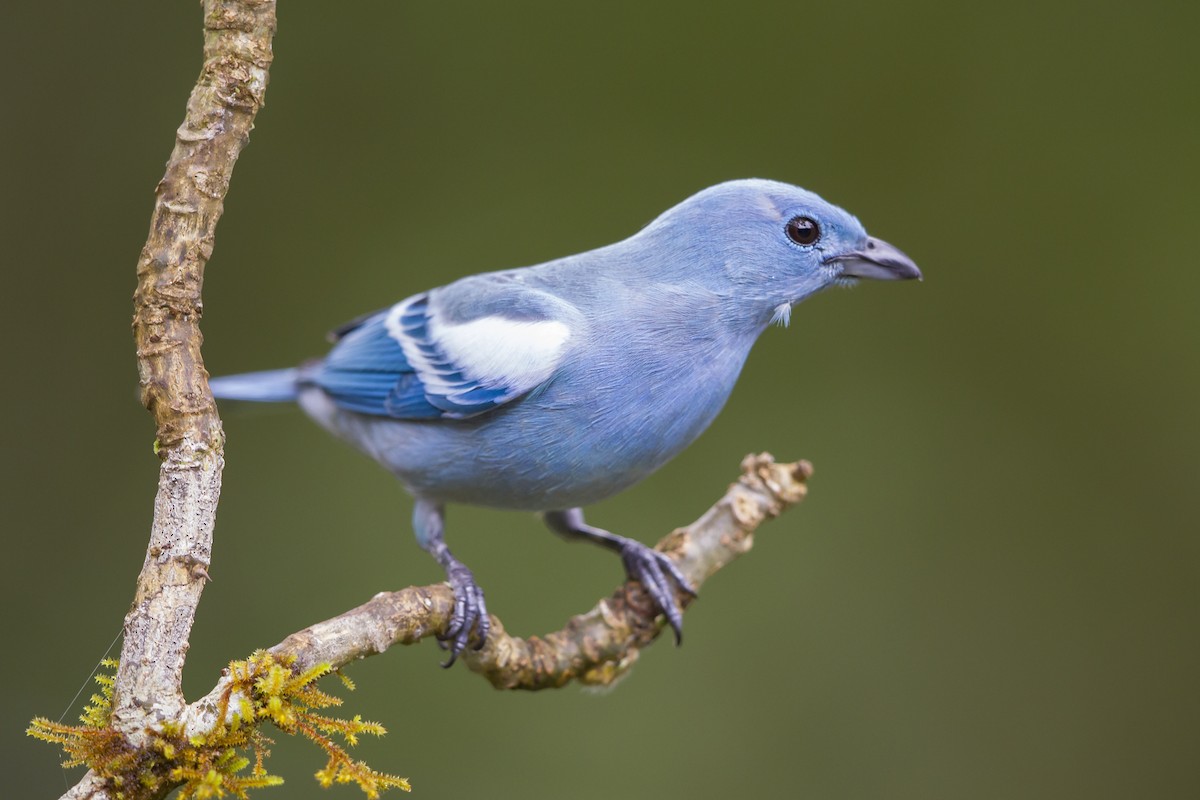 Blue-gray Tanager - ML193075811