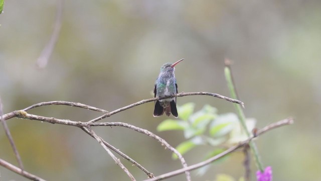 kolibřík zrcadlový - ML193078841