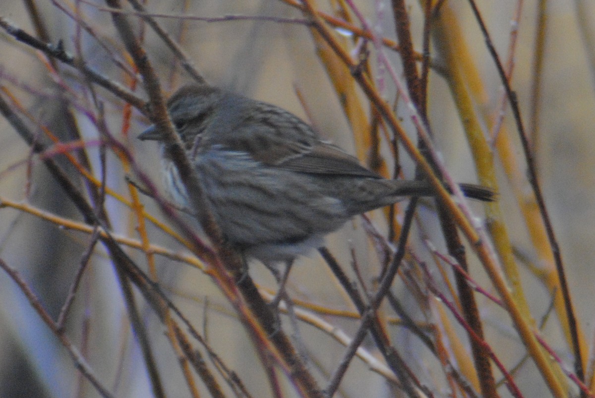 Song Sparrow (montana/merrilli) - ML193078851