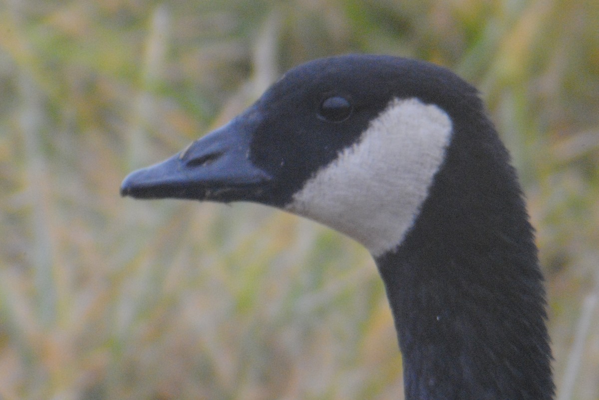 Canada Goose (canadensis Group) - ML193079381