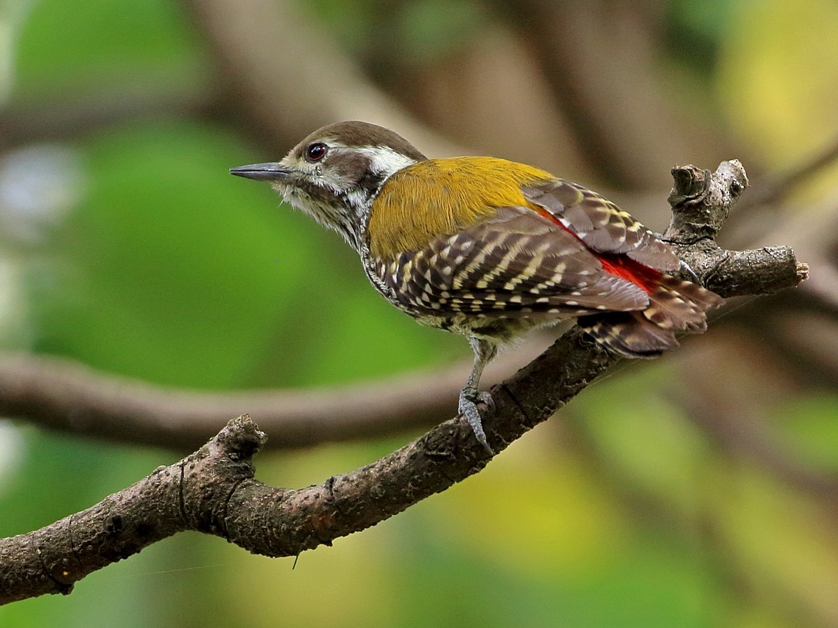 Abyssinian Woodpecker - ML193079481