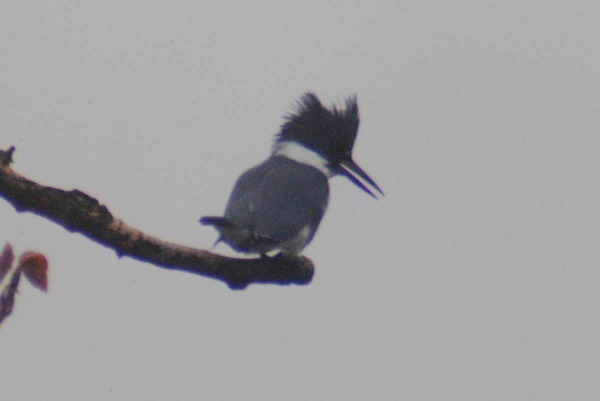 Belted Kingfisher - ML193079521