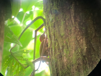 Smoky-brown Woodpecker - ML193081251