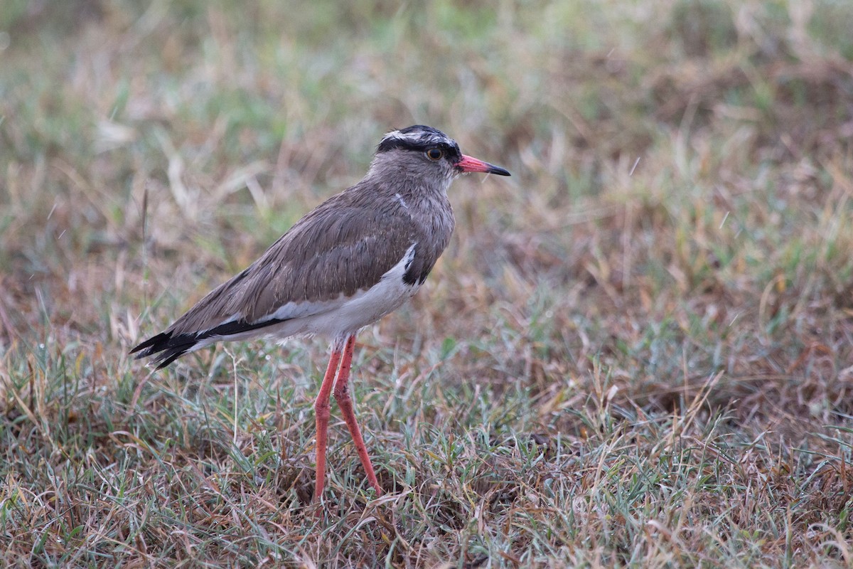 Crowned Lapwing - ML193081981