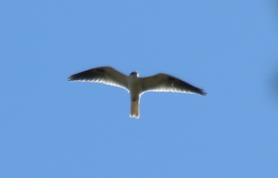 White-tailed Kite - ML193082211