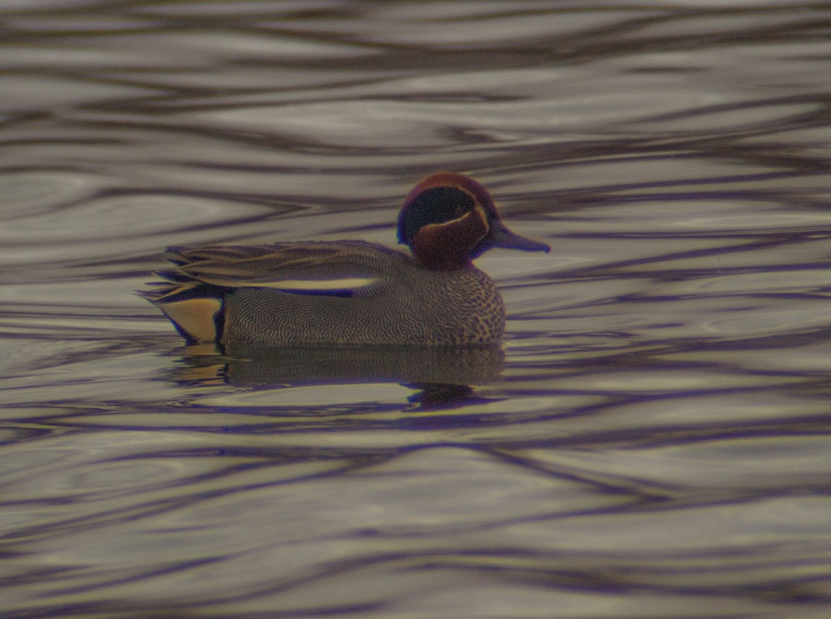 Green-winged Teal - ML193084061
