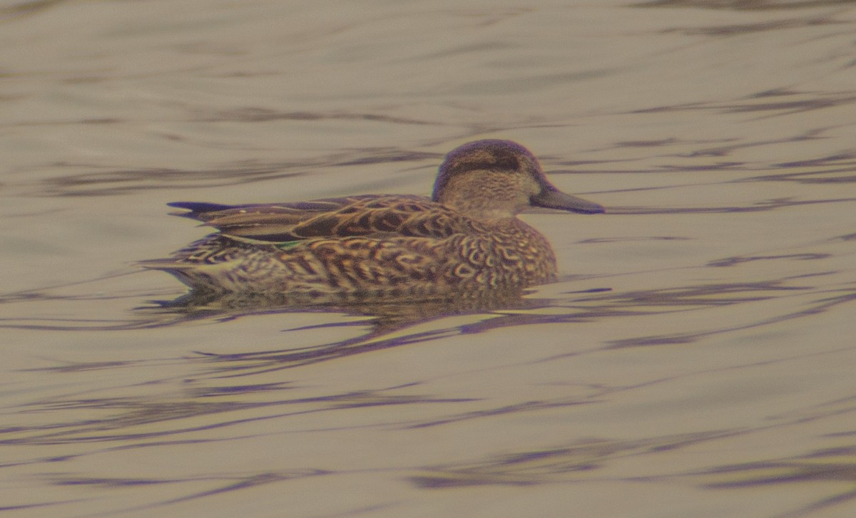 Green-winged Teal - ML193084211