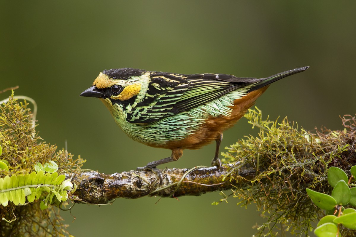 Golden-eared Tanager - Peter Hawrylyshyn
