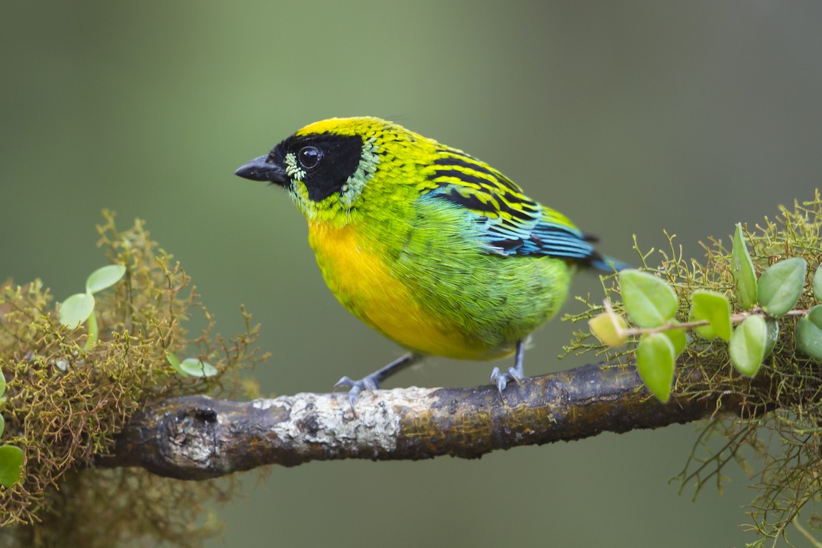 Green-and-gold Tanager - ML193084941
