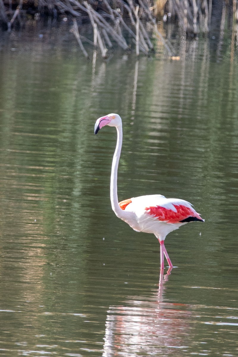 Greater Flamingo - ML193086101